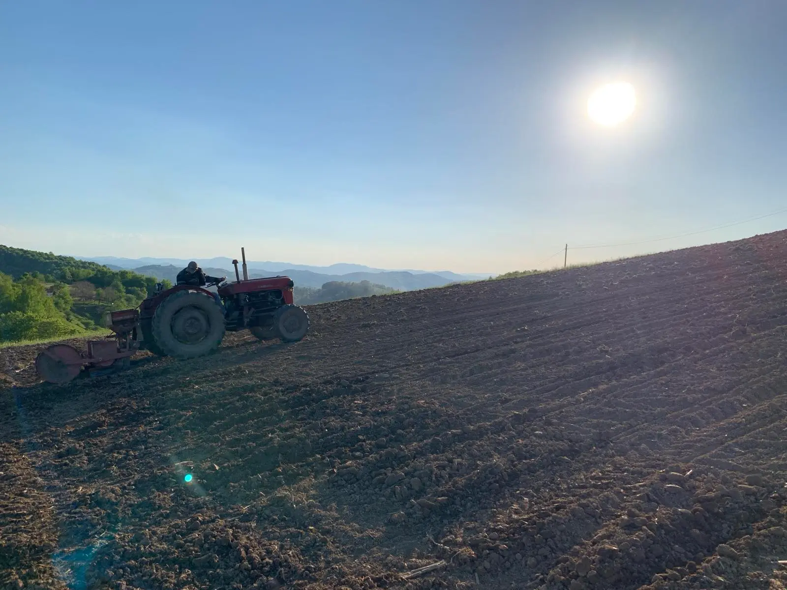 Slika Majska setva kukuruza.webp